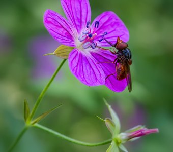 Герань болотная (лат. Geranium palustre)