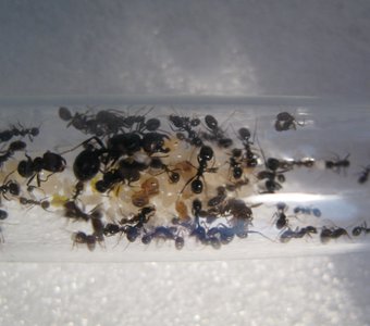 Семья муравьев