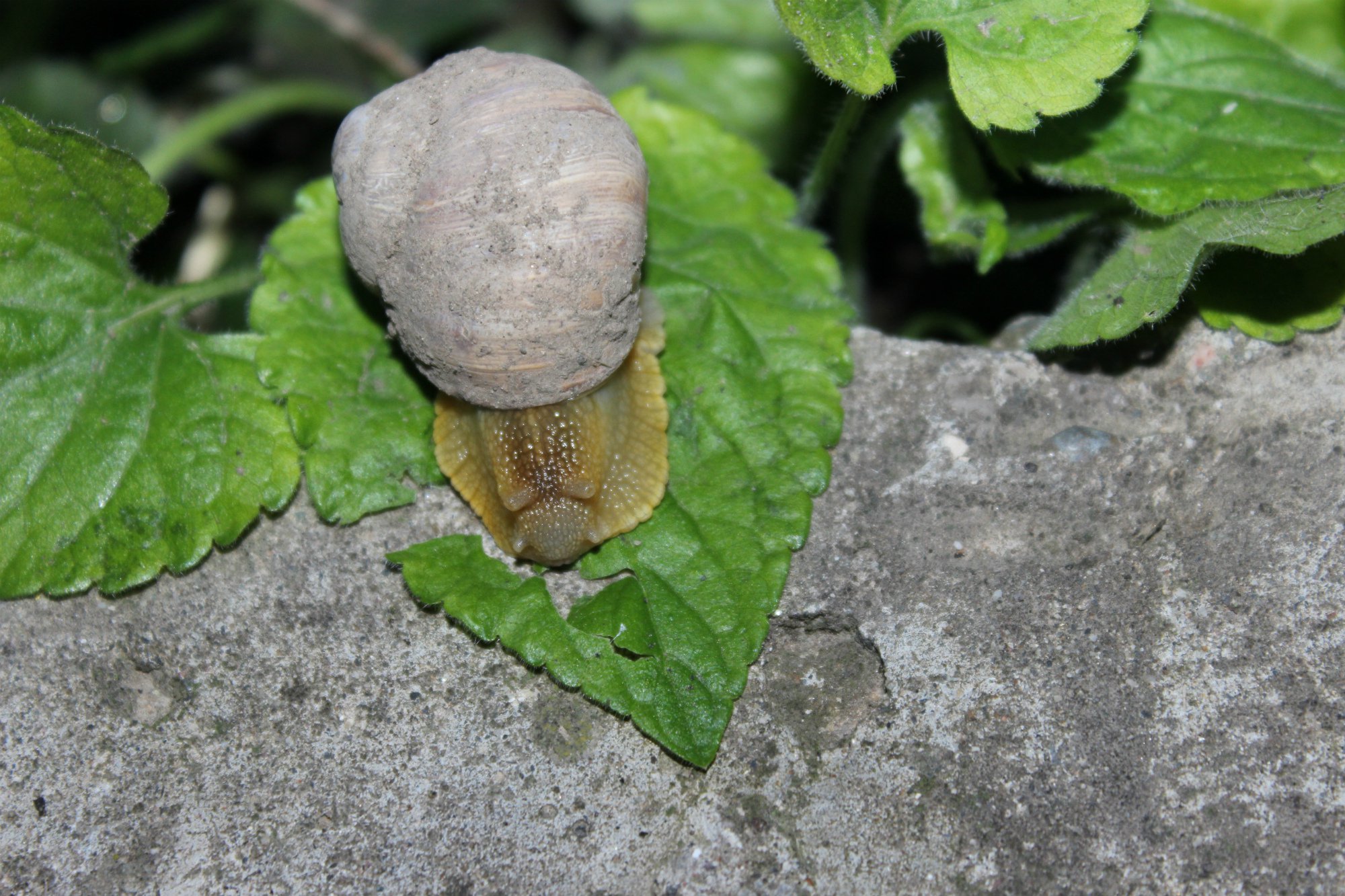 улитка кустарниковая