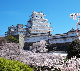 Замок Белой Цапли в волнах цветущей сакуры