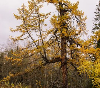 Осенняя лиственница