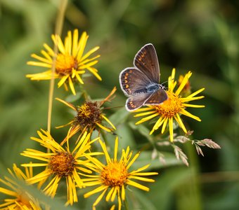 Бабочка голубянка на цветке