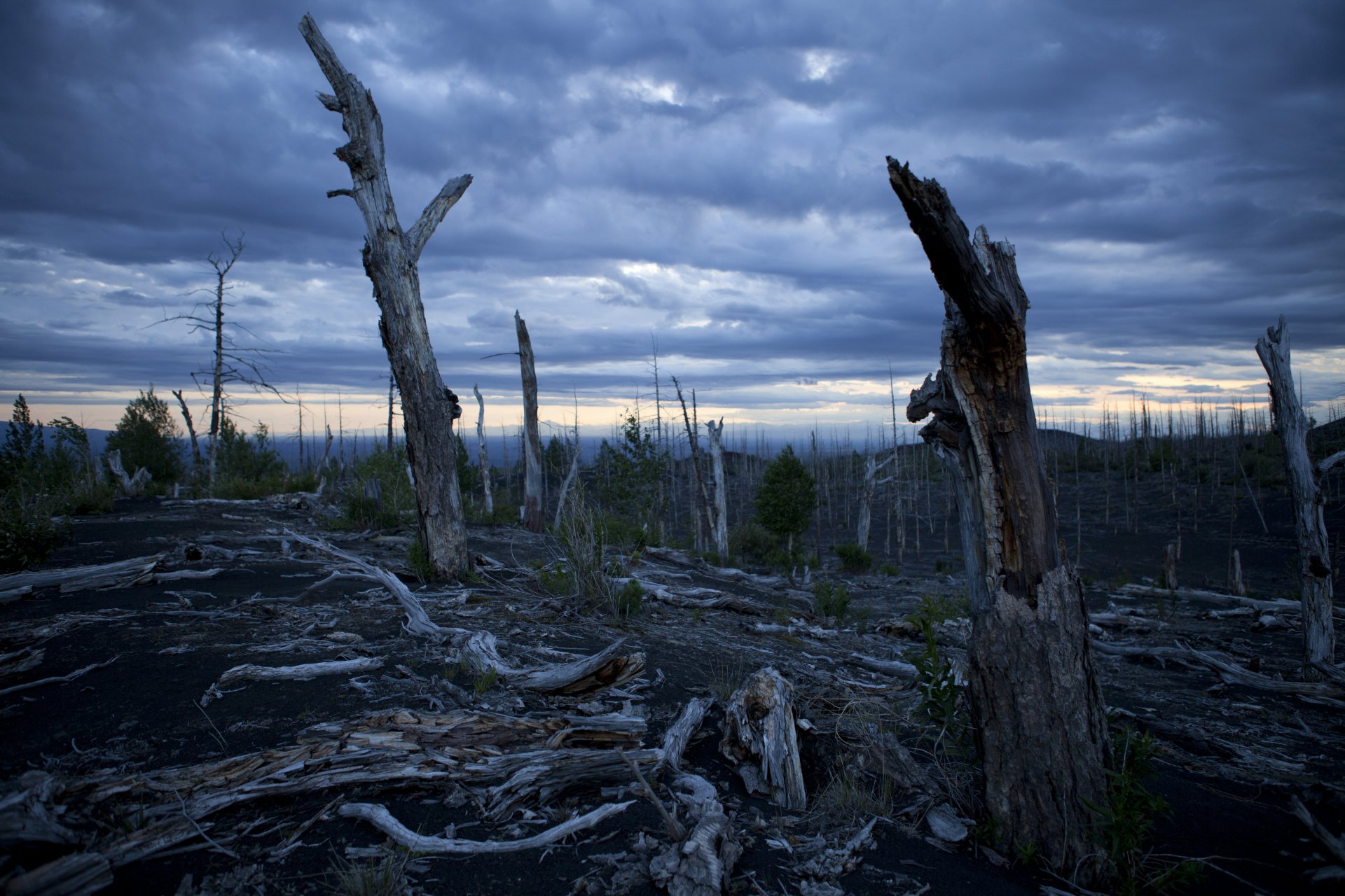 Мёртвый лес.