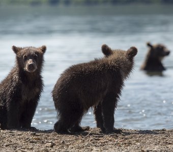 Мама, когда ж ты нам рыбку поймаешь?