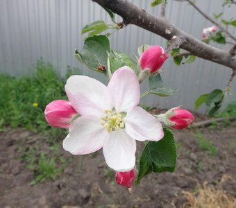 apple tree in bloom...