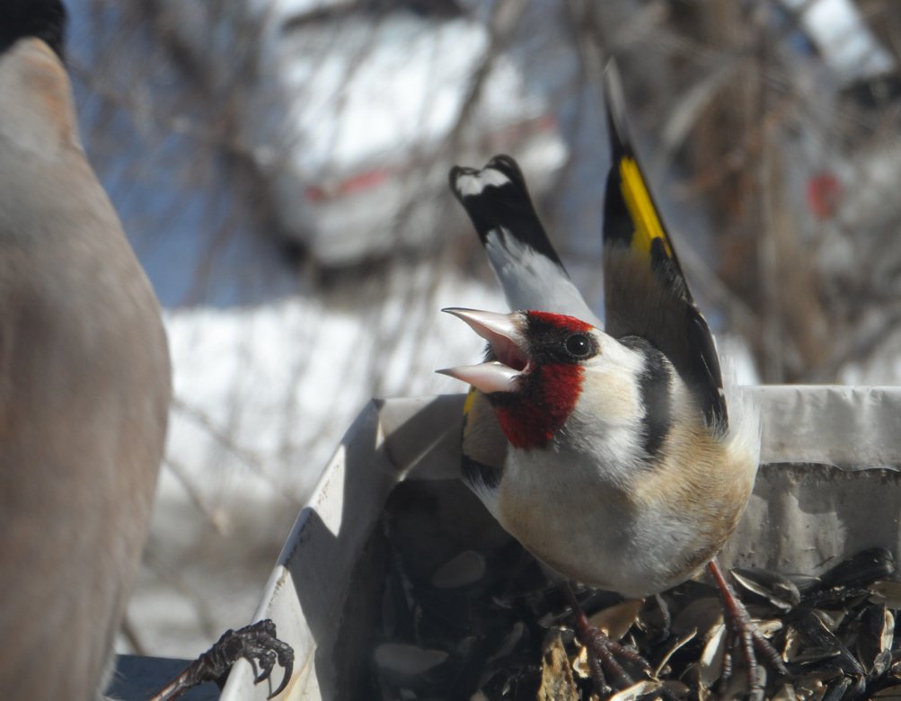 Жадный щегол