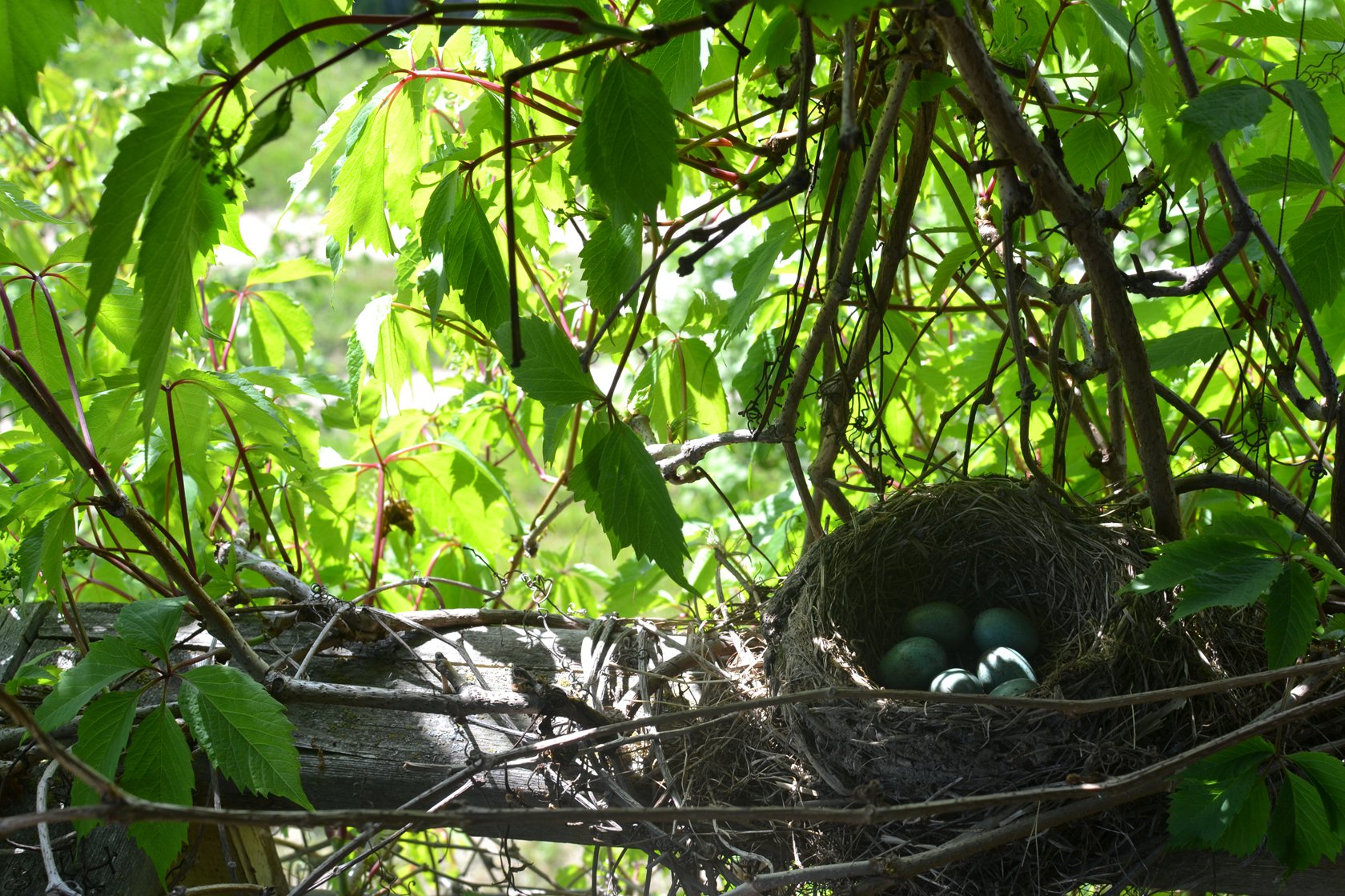 Родовое гнездо