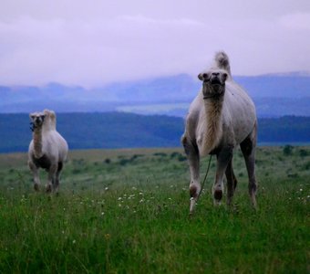 Белые верблюды на Кавказе
