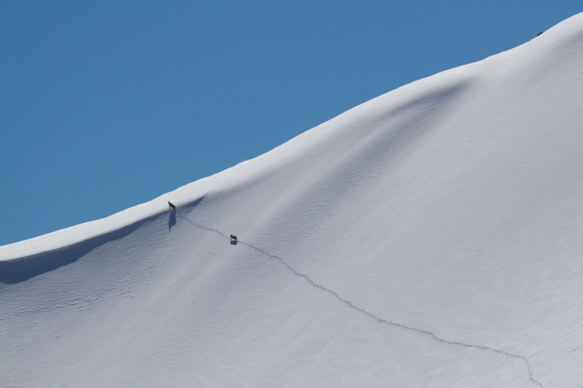 Лавинная безопасность