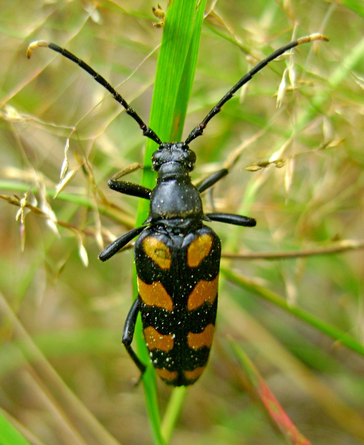 Жук на травинке