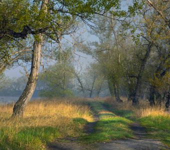 Туманное утро