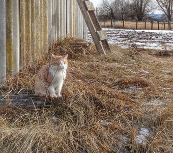 В ожидании весны