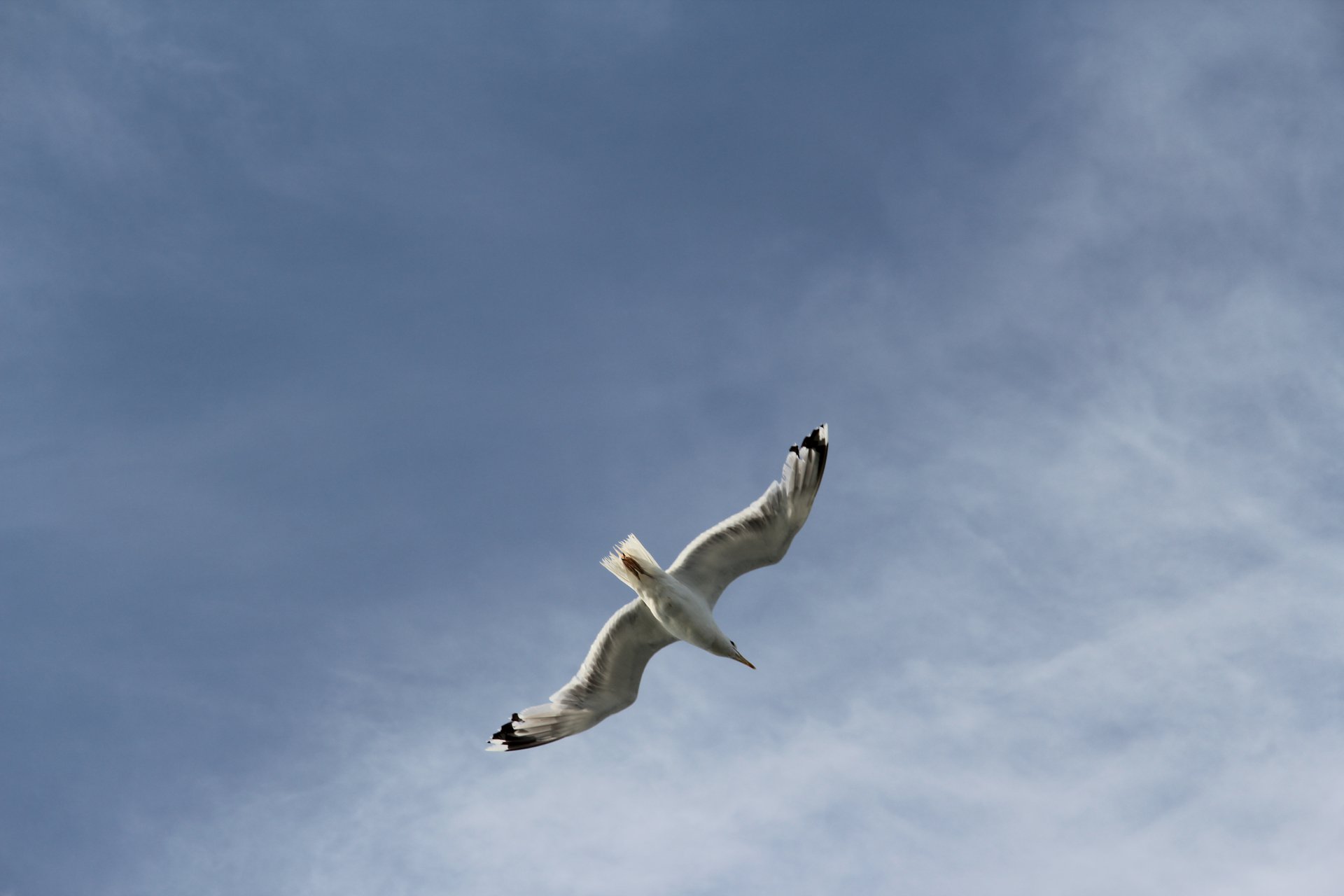 Чайка в полете