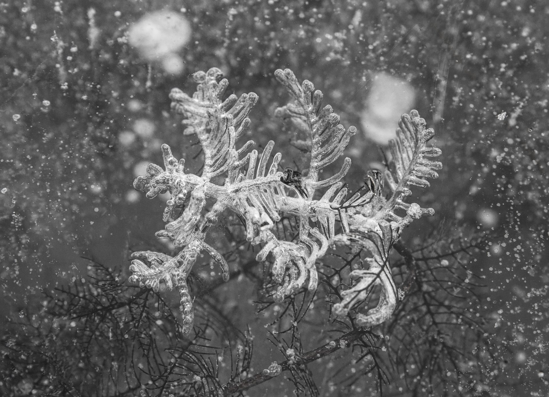 Замерзший паучок