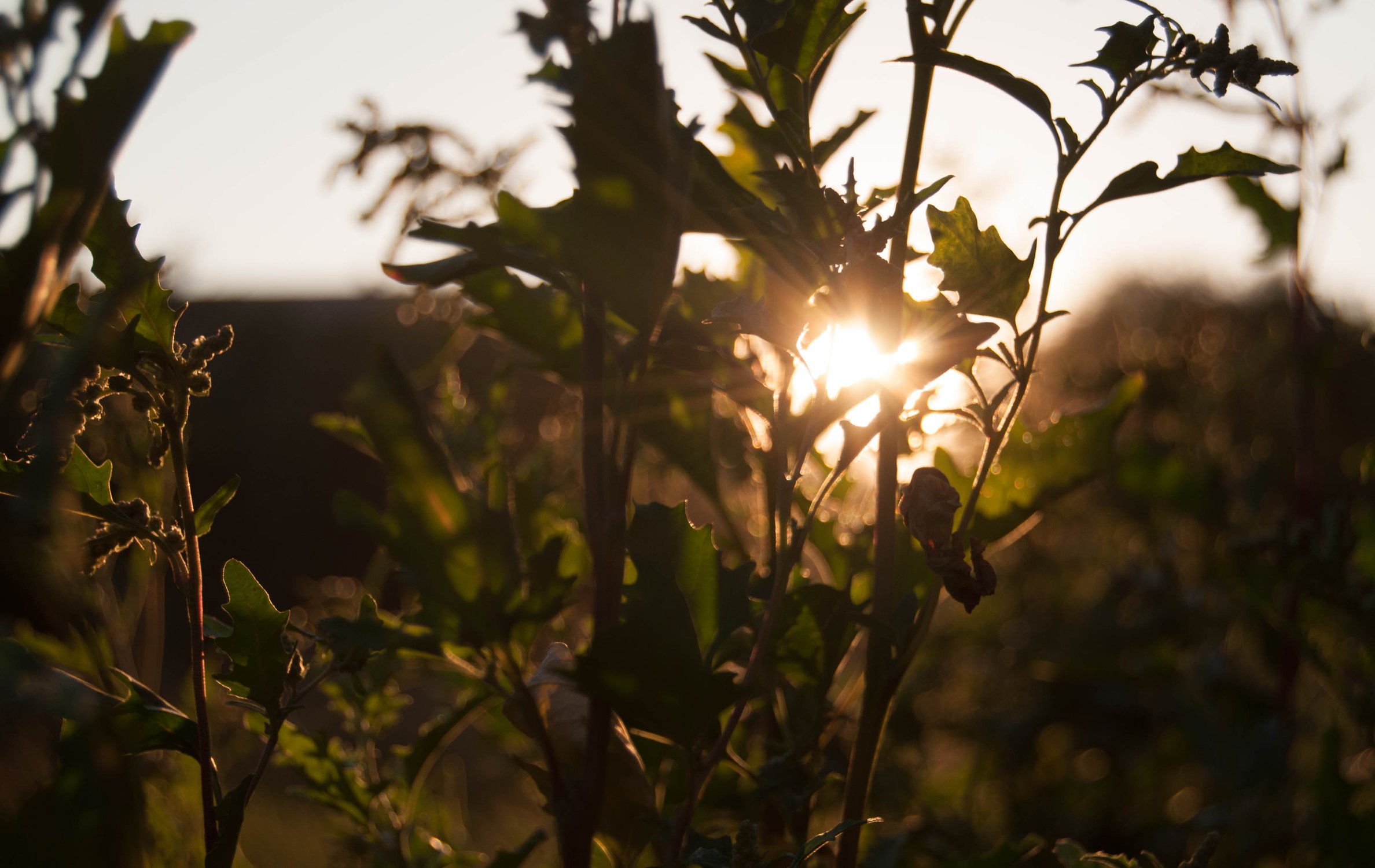 В лучах заходящего солнца