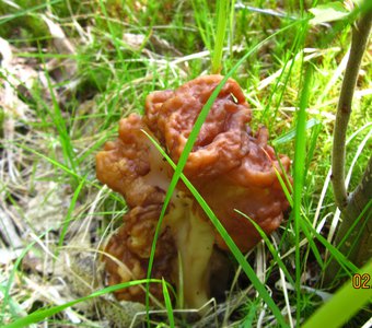 первый гриб весной