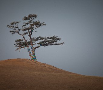 Дерево-сэргэ