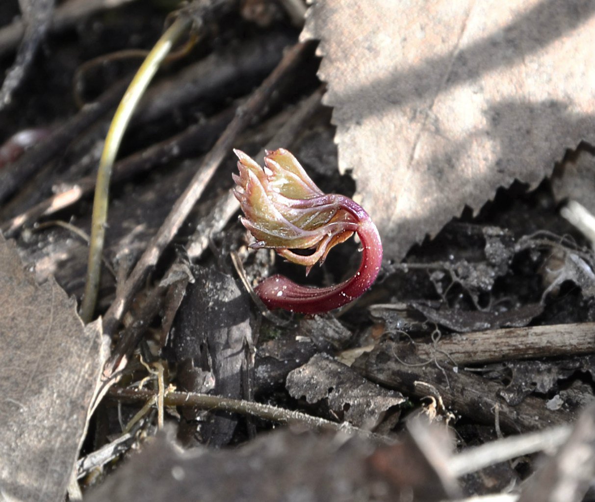 Весна приходит.