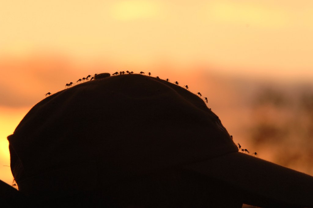 Жажда жизни