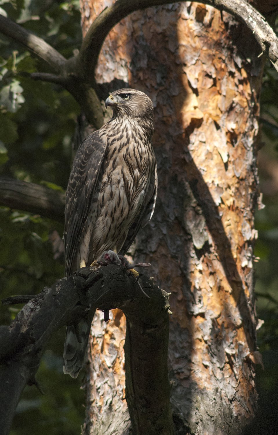 Успел к обеду