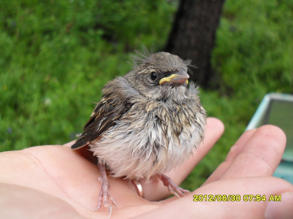 Смелый птах