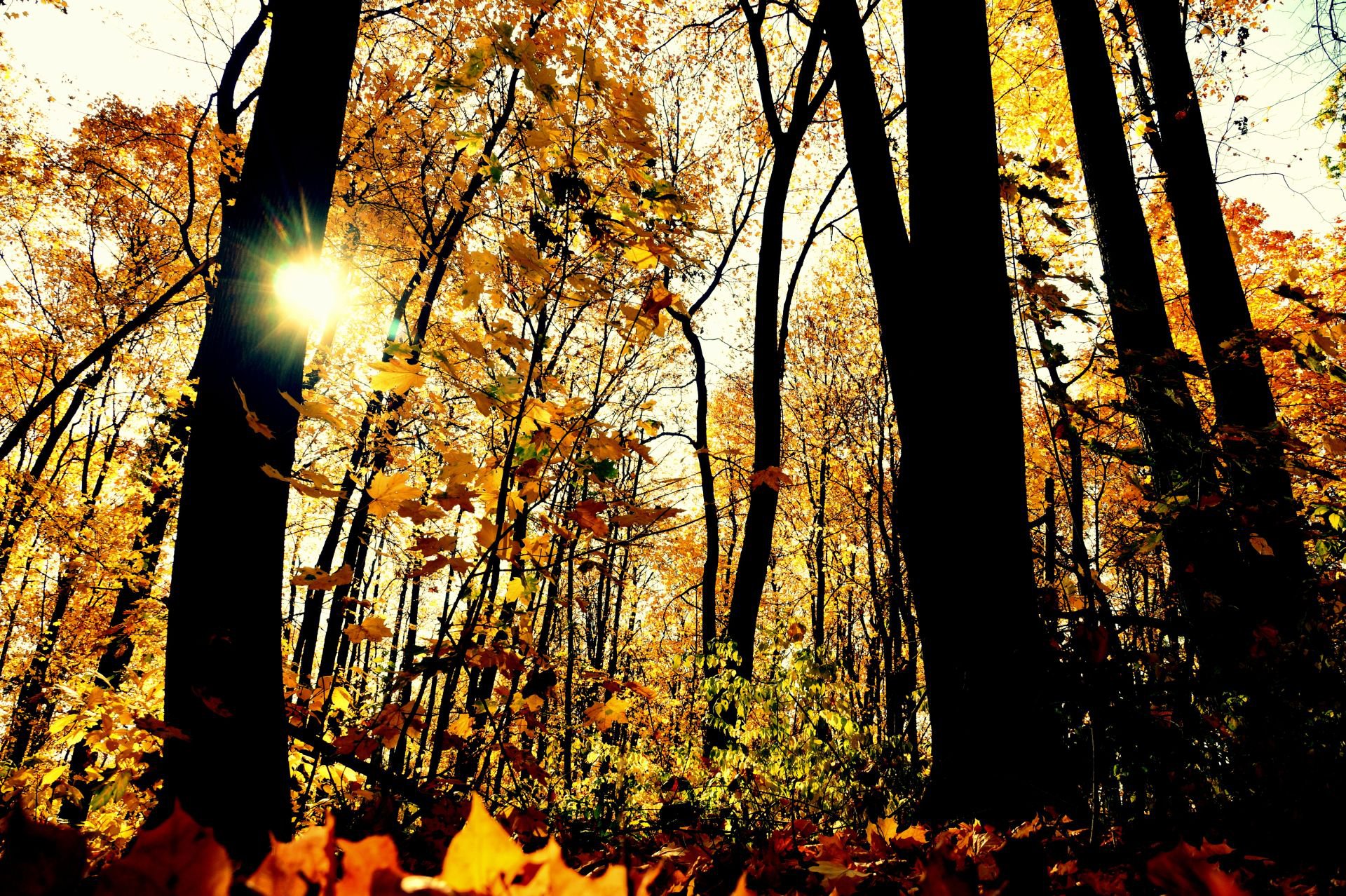 Полёт сквозь лес