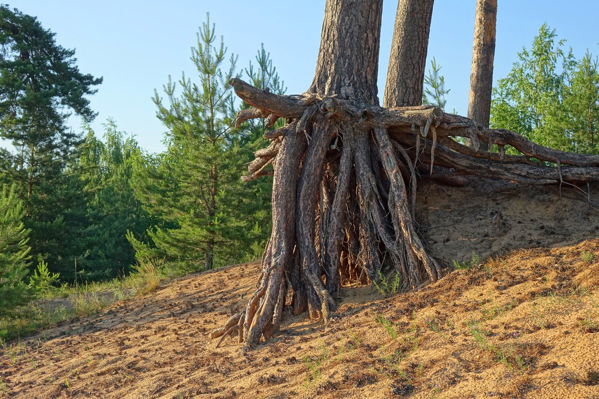 Корневая у сосны