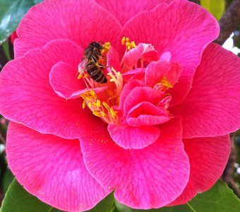 Пчела на цветке.