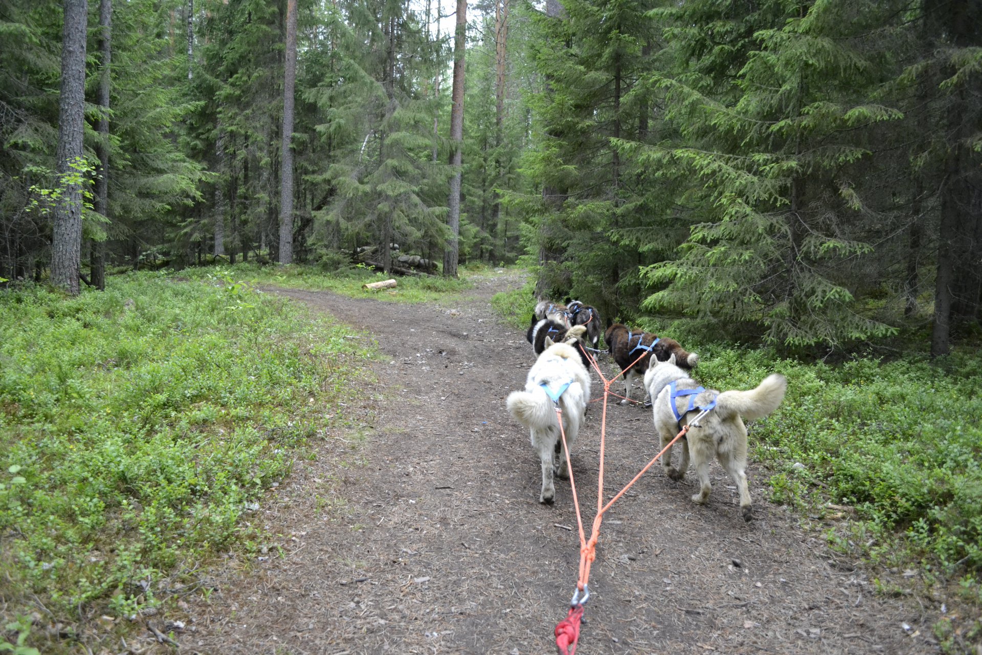 А вы катались летом на собачьей упряжке?