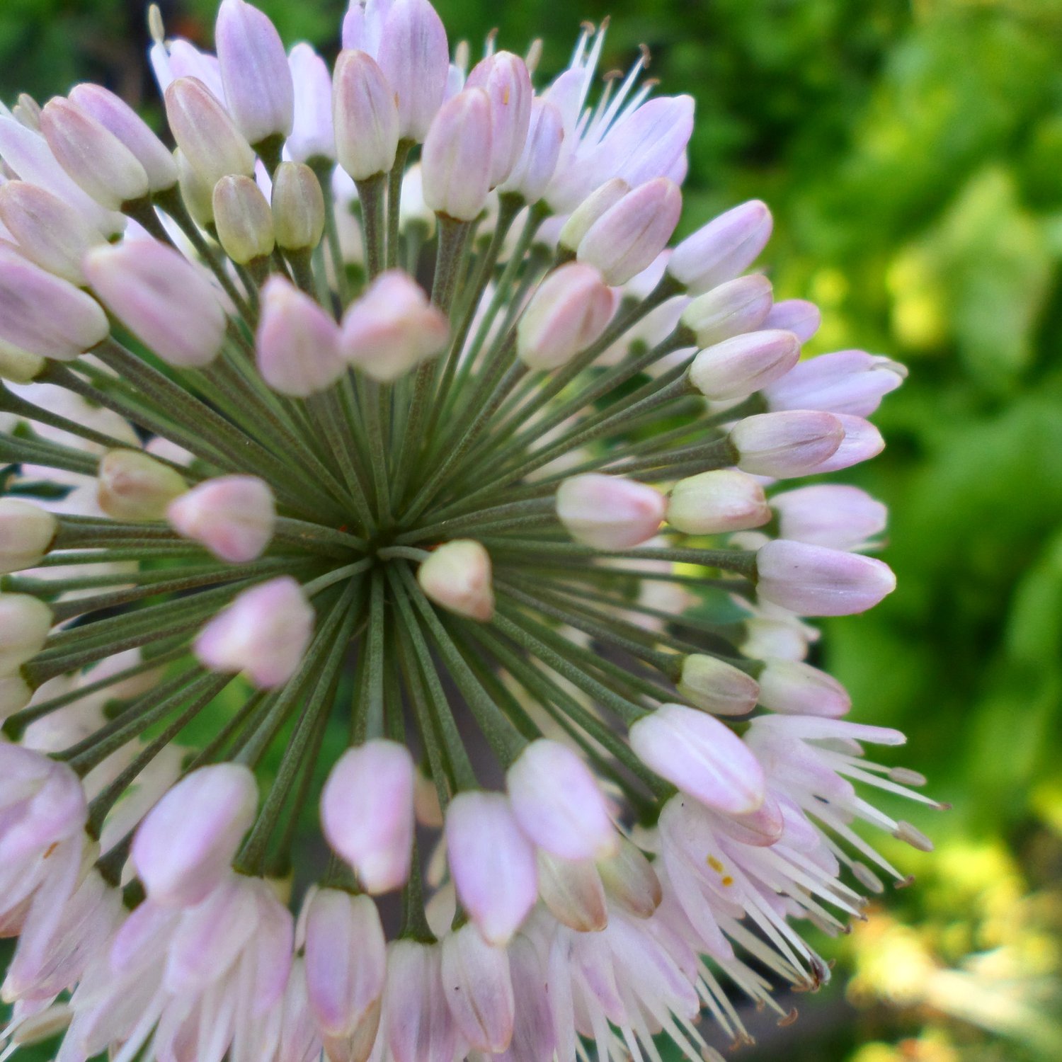 Цветочек лука