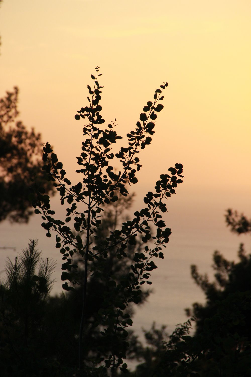От заката до рассвета...