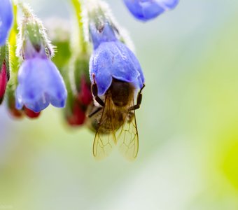 Любопытная пчела
