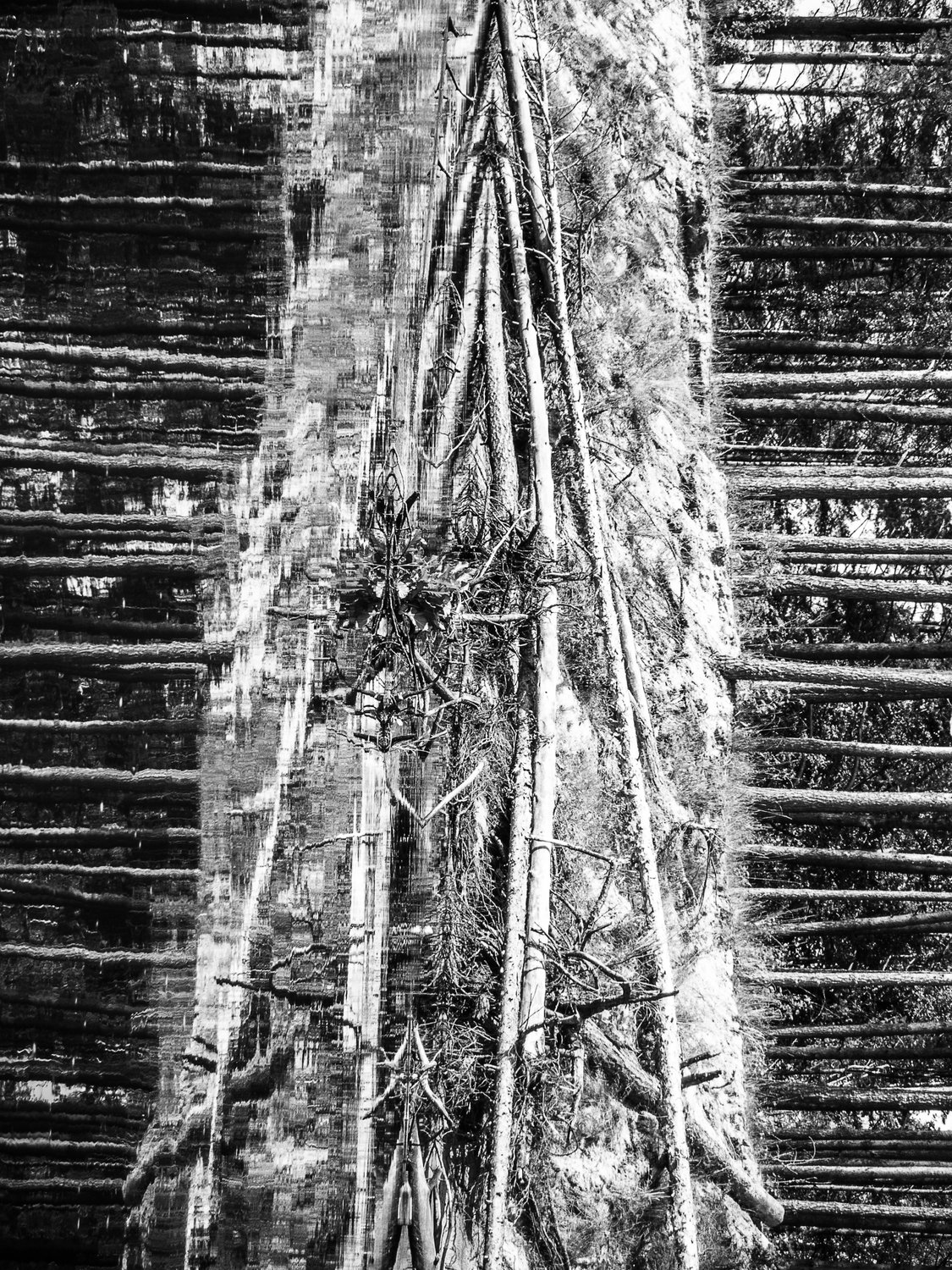 Симметрия отражений