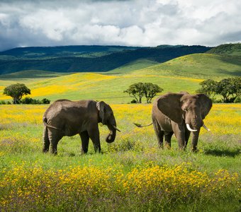 Пейзаж со слонами