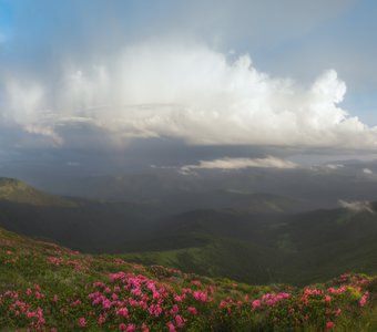 Карпаты. Вид с горы Поп Иван. Рододендрон на склонах.