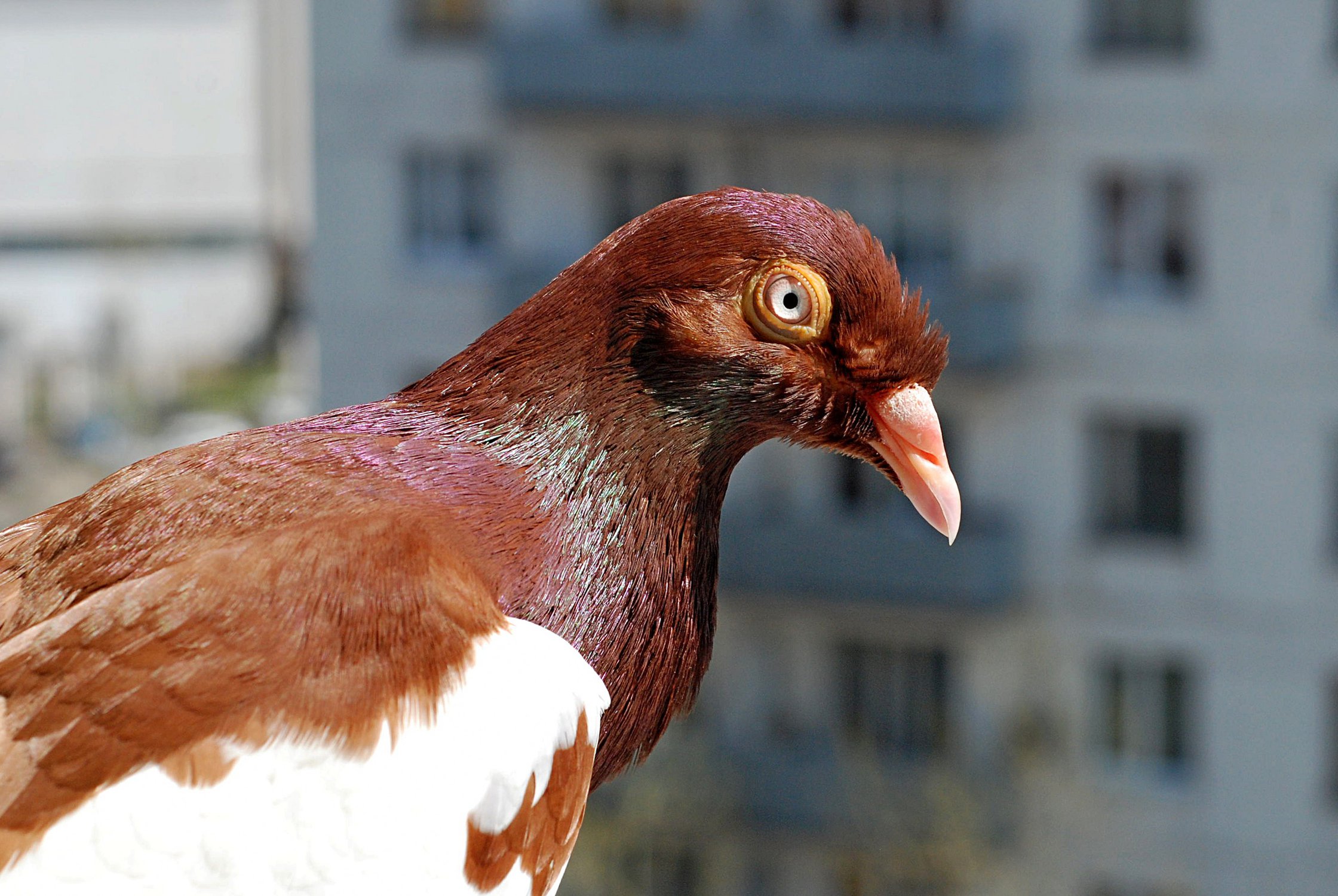 Любопытный голубь