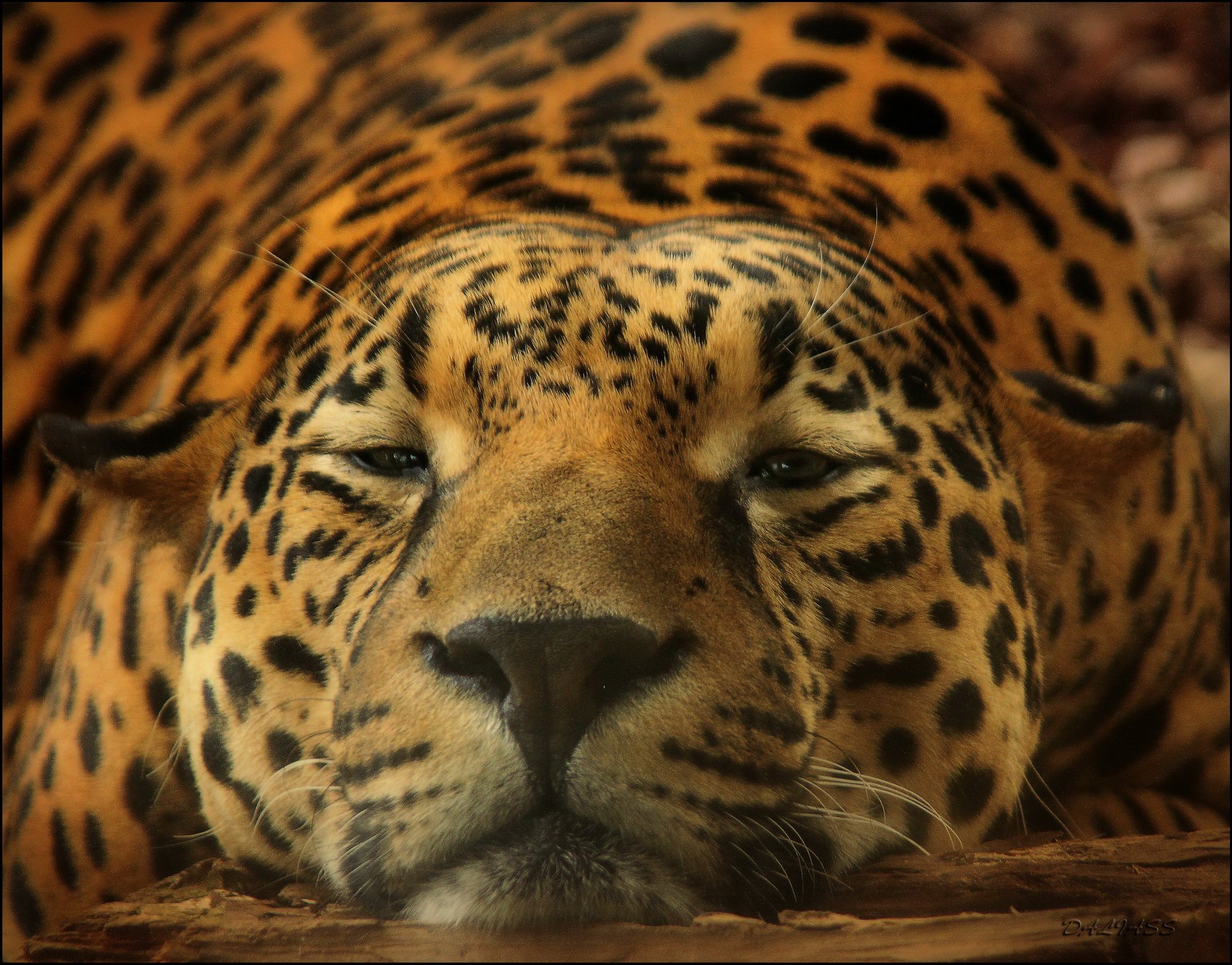 Портрет ягуара