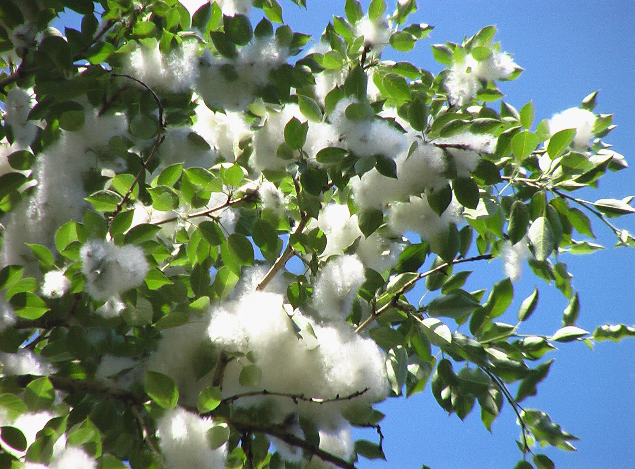 Летний снег