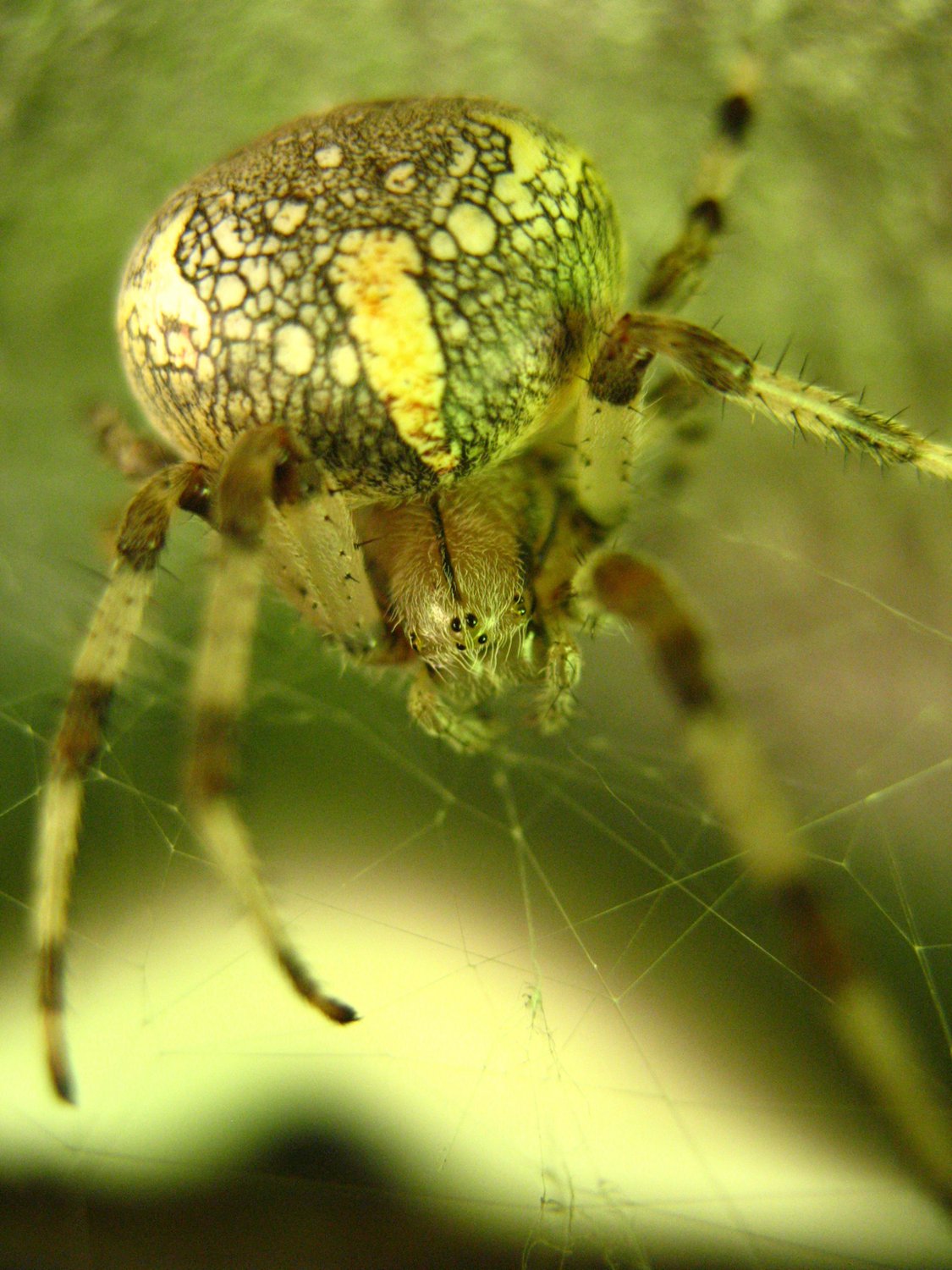 Паук-крестовик