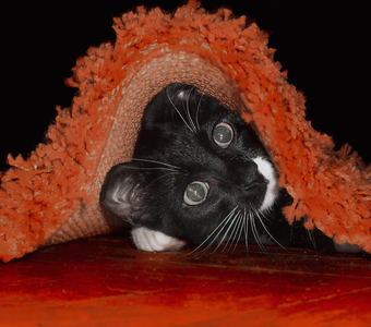 /upload/iblock/3ad/3adeca47b2a93508f58d71d26426dacd.gif