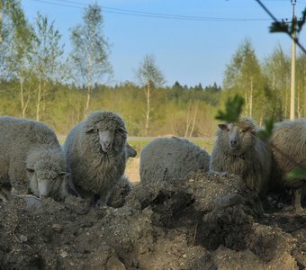 Русская деревня. Пейзаж с барашками