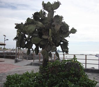 Кактусовое дерево