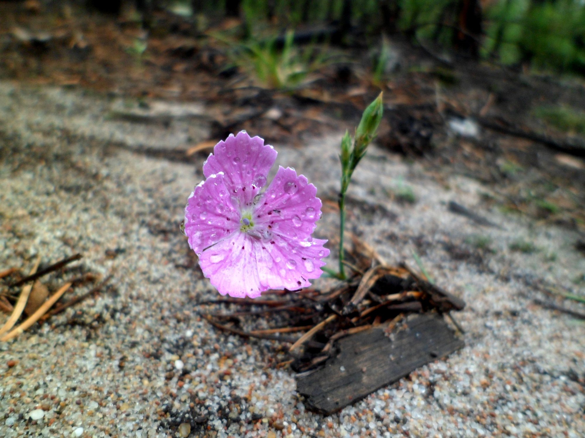 Хрупкая красота