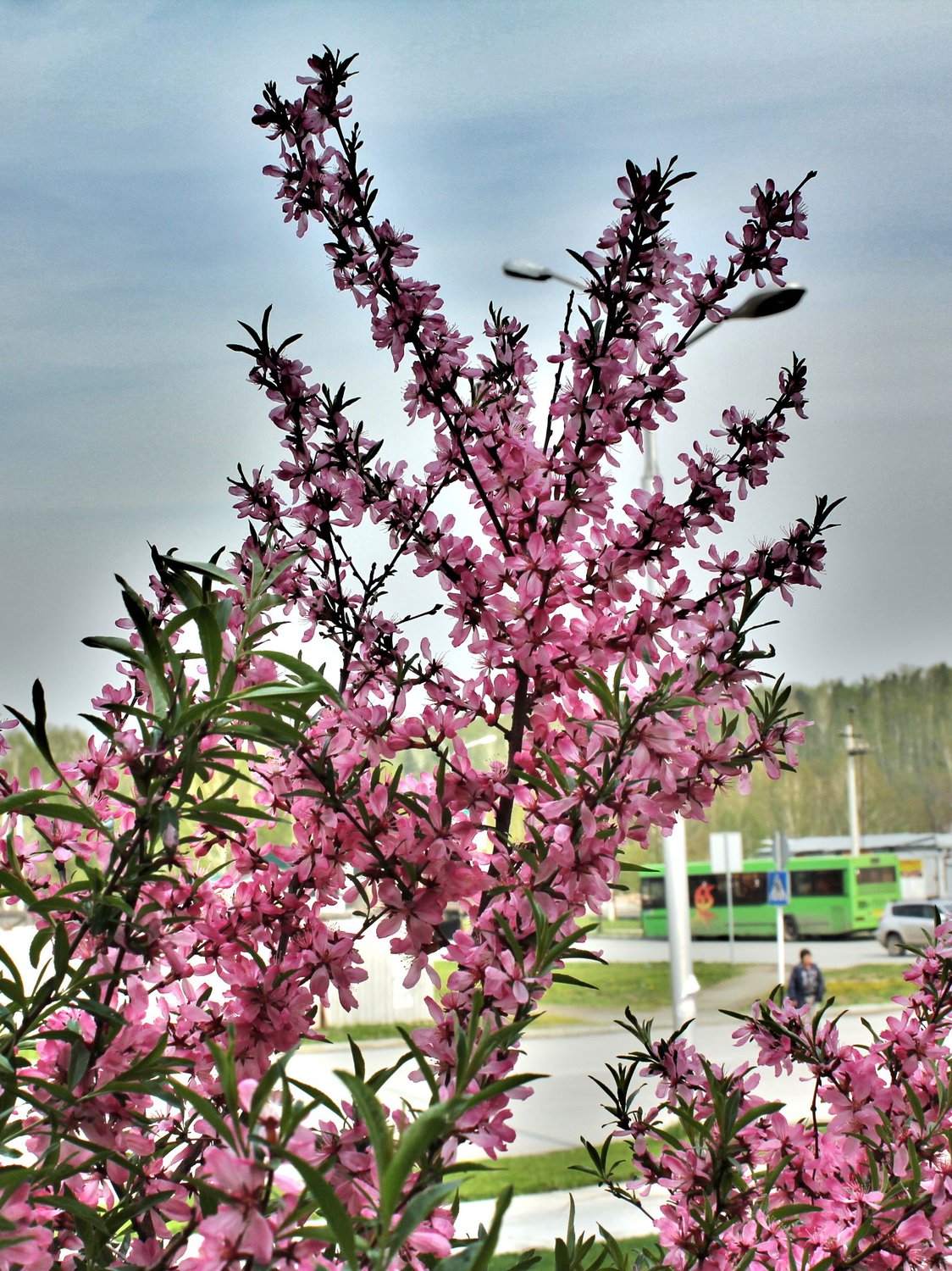 цветение сибирского миндаля