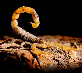 Старогородской скорпион