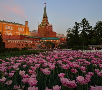 Парад цветов в Александровском саду