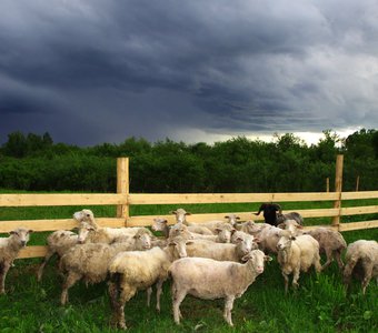 В овечьем загоне перед грозой