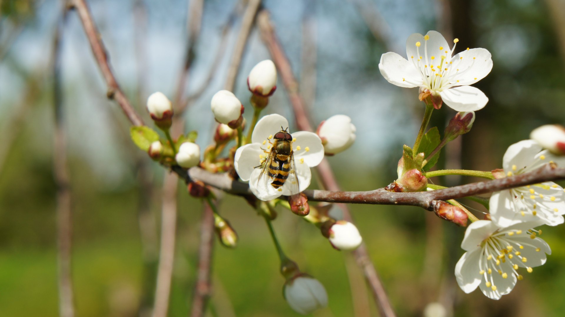 "Оса на вишне"