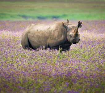 Носорог в лаванде