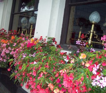 Цветы около ресторанчика в Лондоне.
